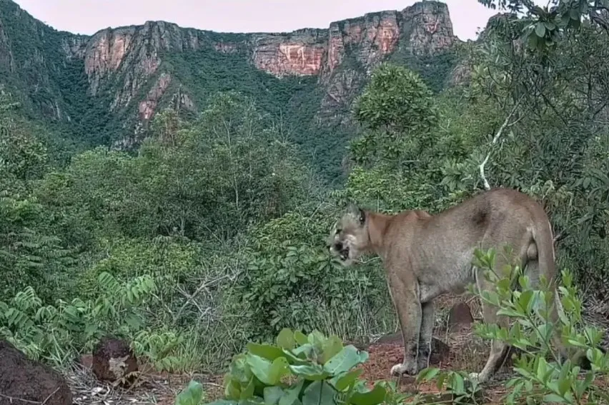 Onça-parda é primeiro felino registrado por armadilha fotográfica em Chapada dos Guimarães