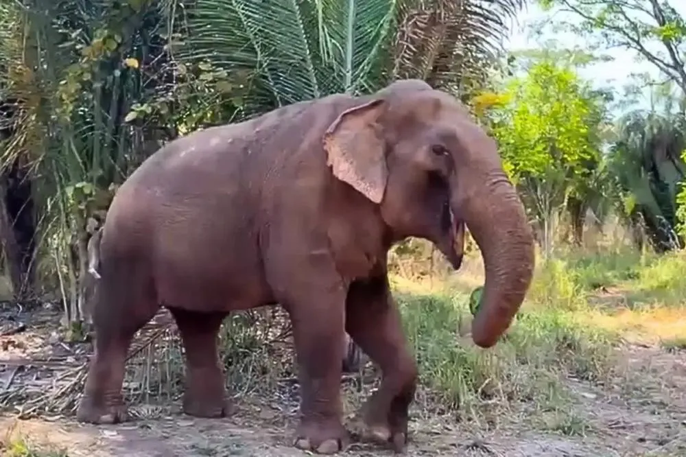 Elefante Sandro tem se adaptado a nova vida no Santuário de Elefantes em Chapada dos Guimarães. – Foto: Instagram/Reprodução